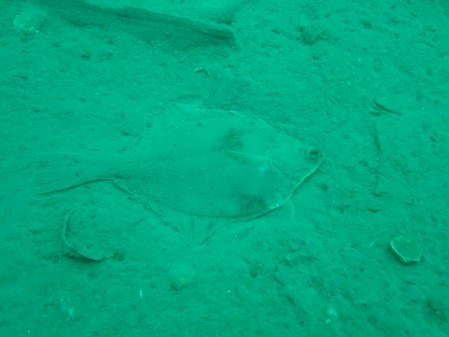 Flounder at Smitty’s Cove in Whittier, AK (08/09/2020)