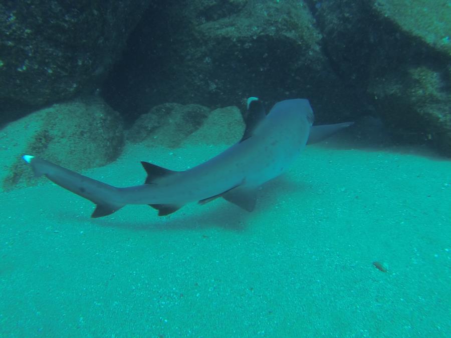 White tip shark