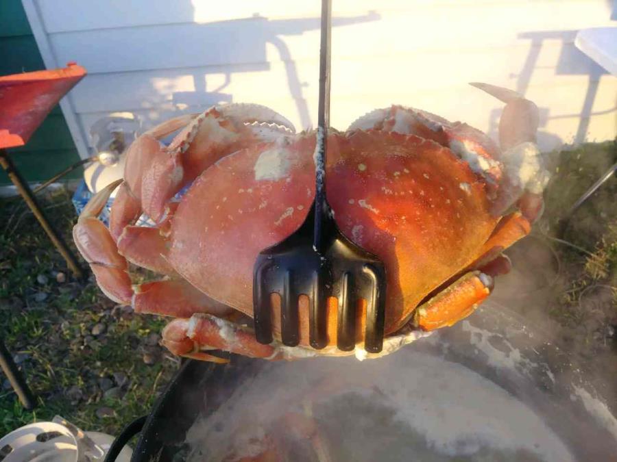 Big Dungeness Crab