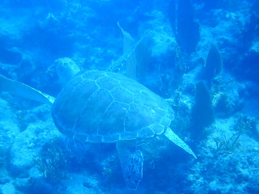 Key largo