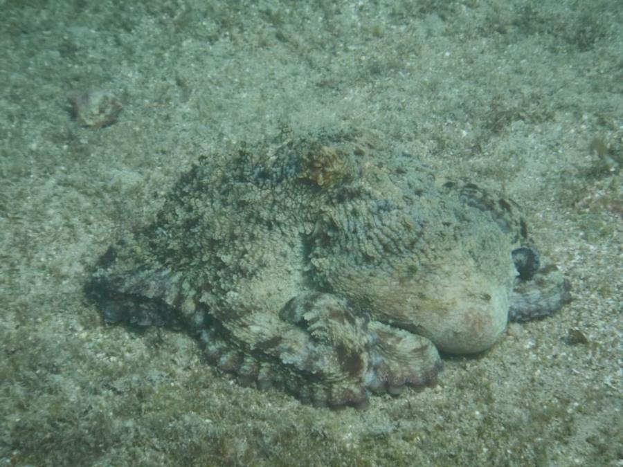 Octopus off Dania Beach