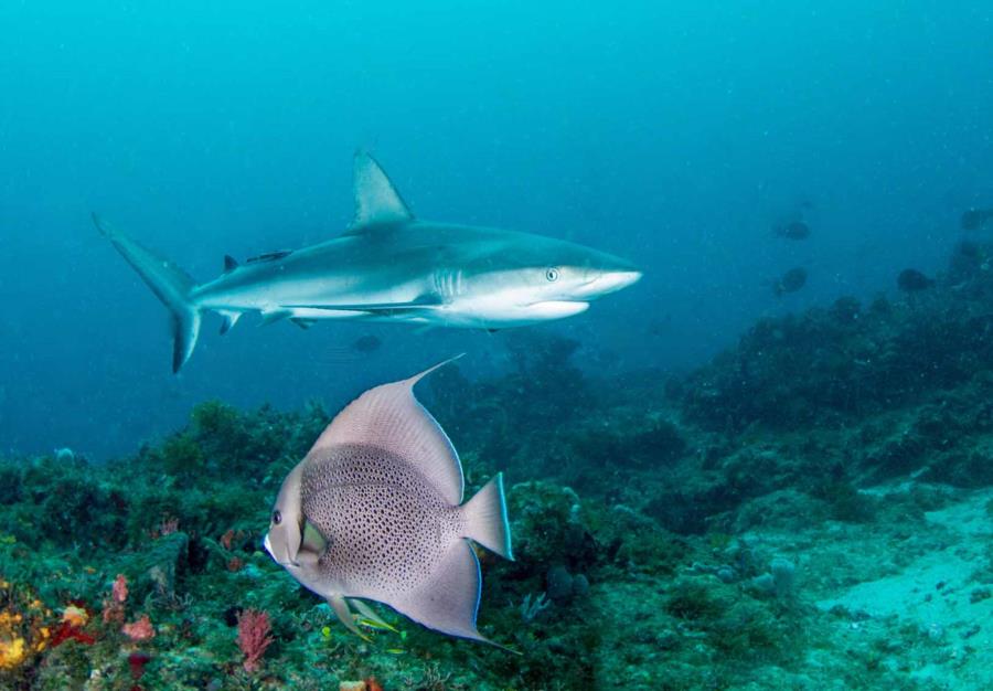 Shark and Gray Angelfish West Palm Beach Narcosis