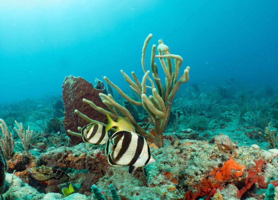 Banded Butterflyfish West Palm Beach Narcosis