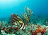 Banded Butterflyfish West Palm Beach Narcosis