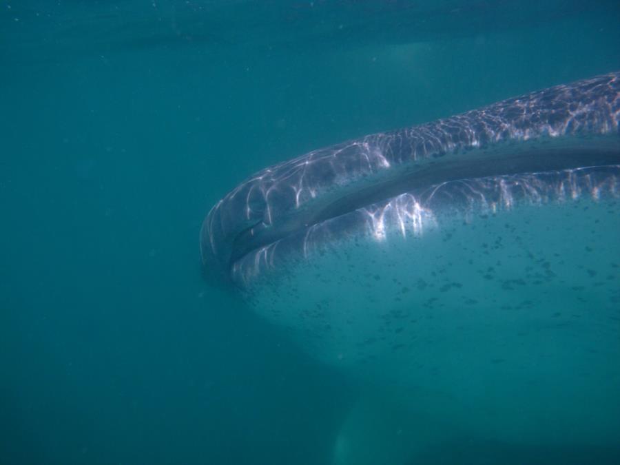 whale_shark