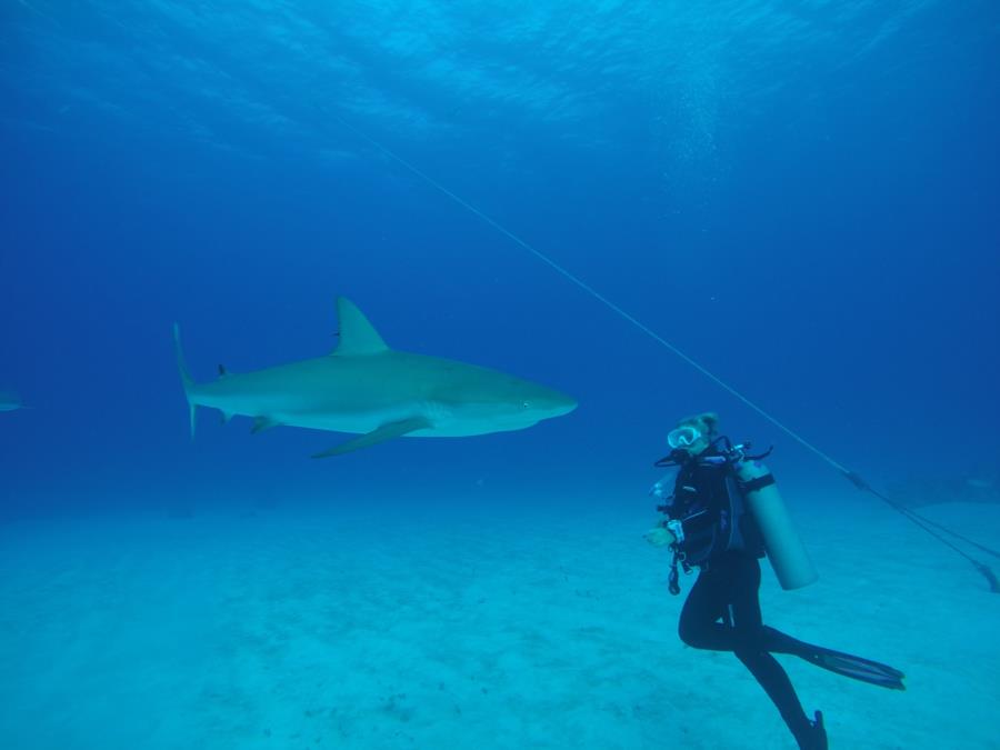 Shark Up Close & Personal