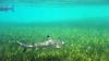 Black Tip Shark