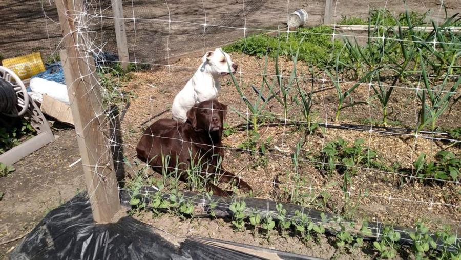 My boys in the garden