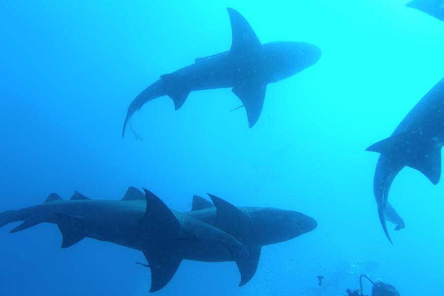 Lemon sharks in Florida