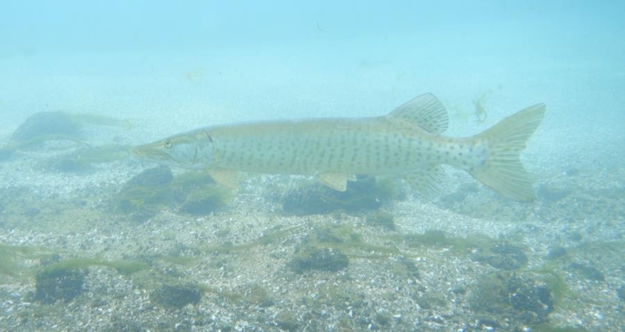 Musky- Fort Erie-Niagara River