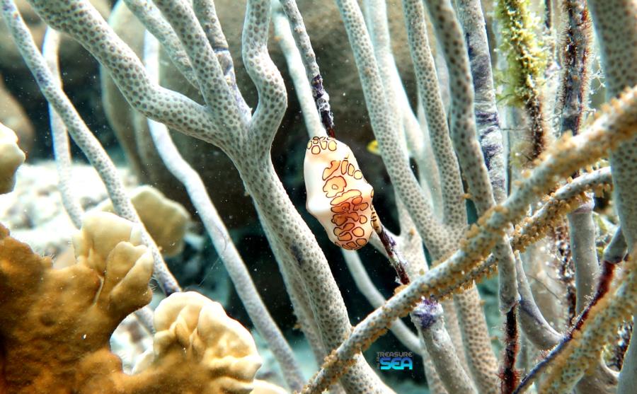 Flamingo tongue