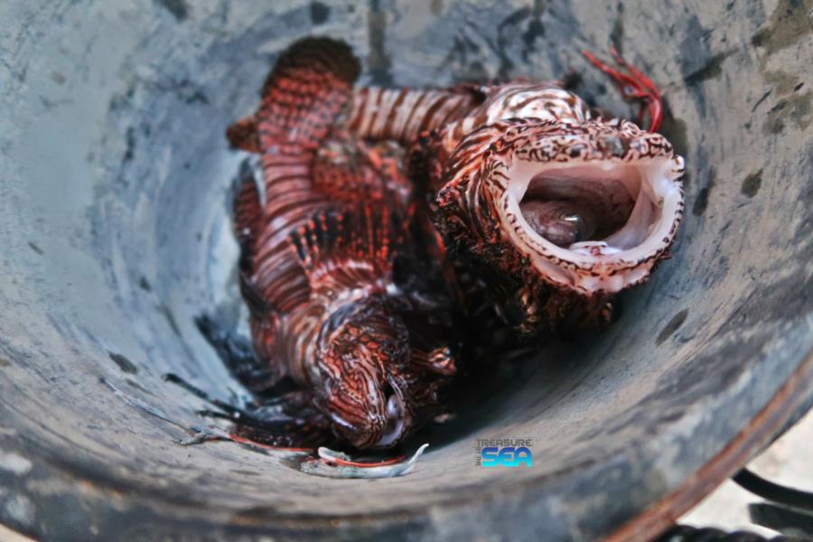 Brown chromis in lionfish’s mouth