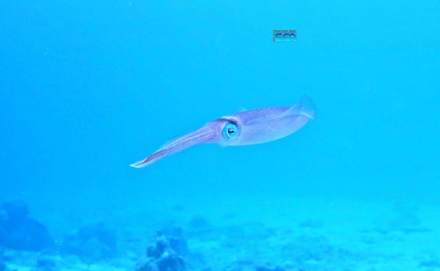 Caribbean reef squid