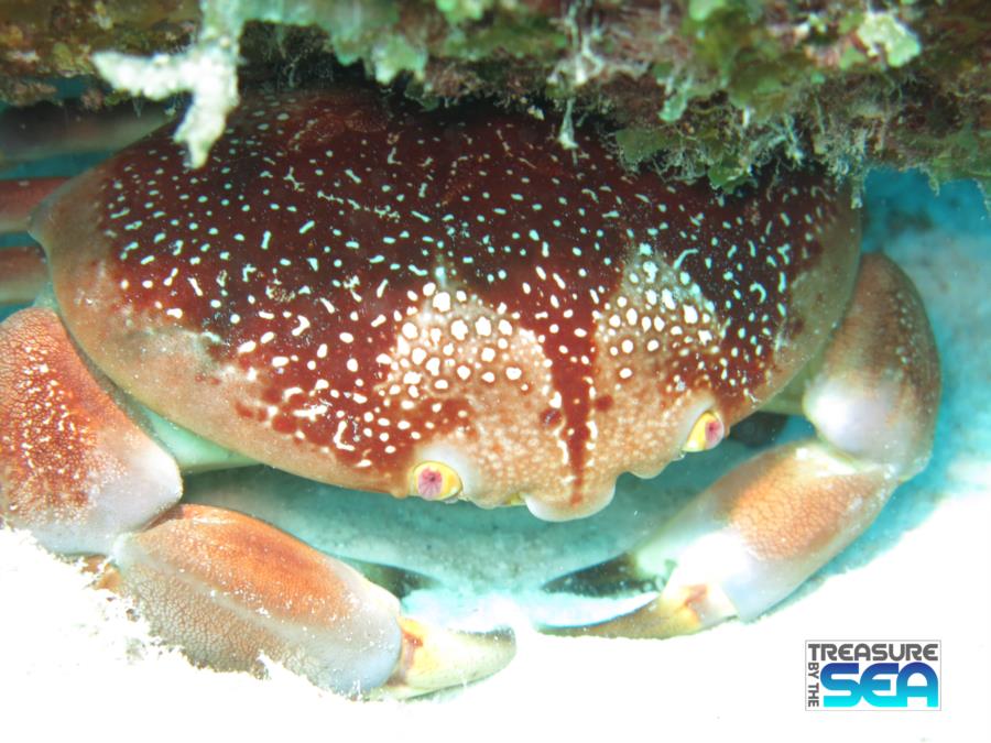 Batwing Coral Crab at Invisibles, Bonaire