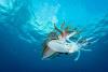 Caribbean reef squid in Bonaire