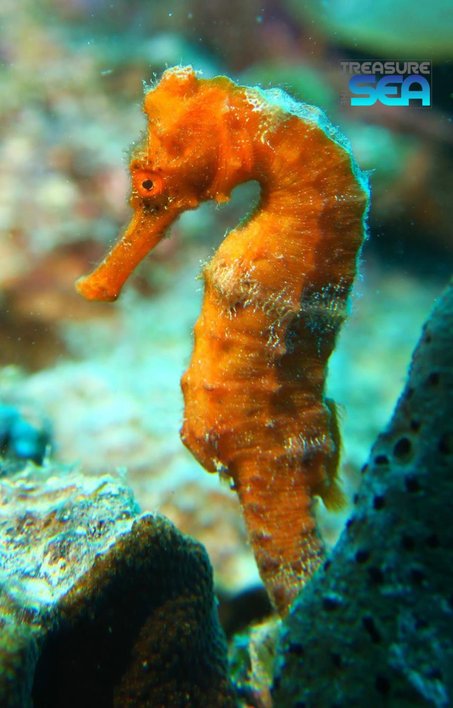 Orange Seahorse in Bonaire