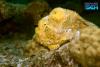 Frogfish in Bonaire