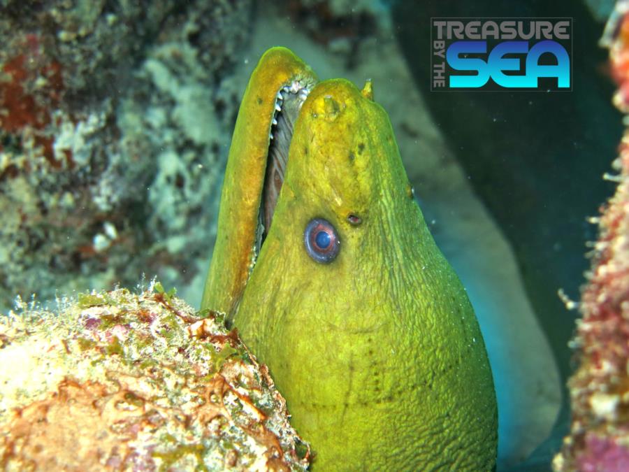 Green moray eel at 2nd reef at Invisibles, Bonaire