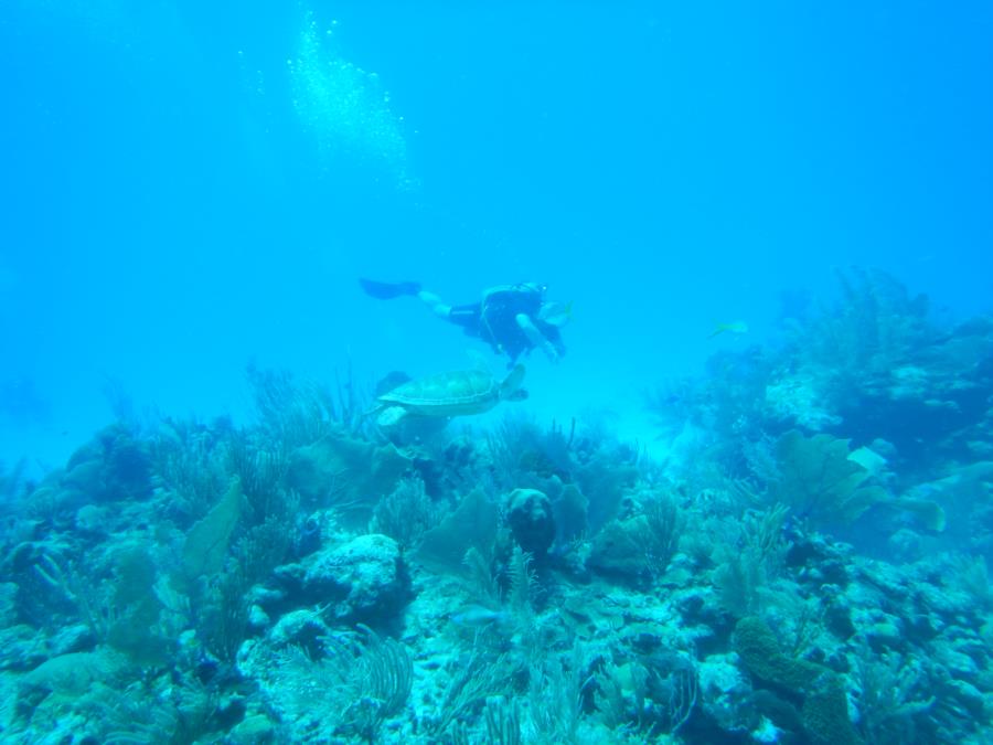 mexico dive 6