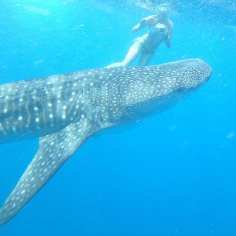 Whaleshark