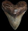 Cooper River Megolodon Tooth