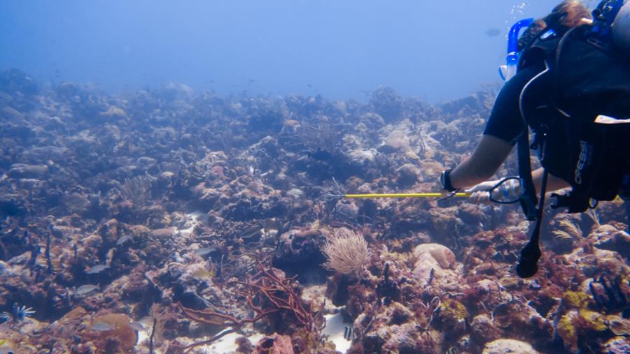 Beautiful reef at Shark Dorm