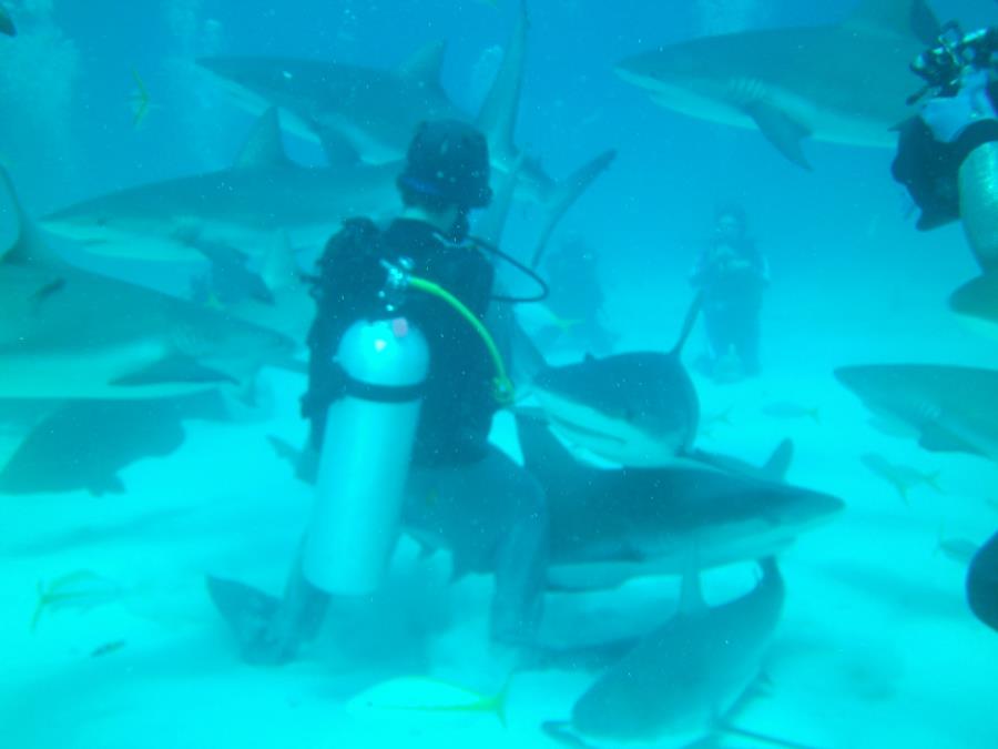 Shark Dive