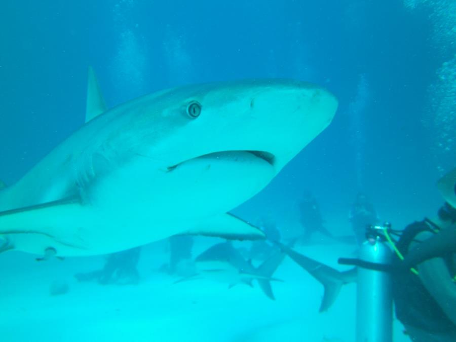 Shark Dive