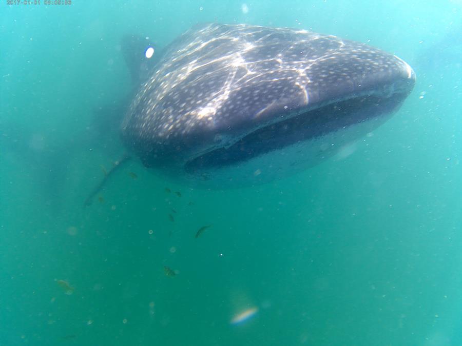 Whale Shark