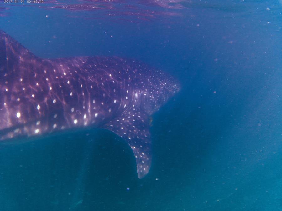 Whale Shark