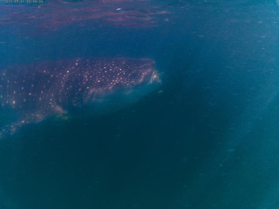 Whale Shark