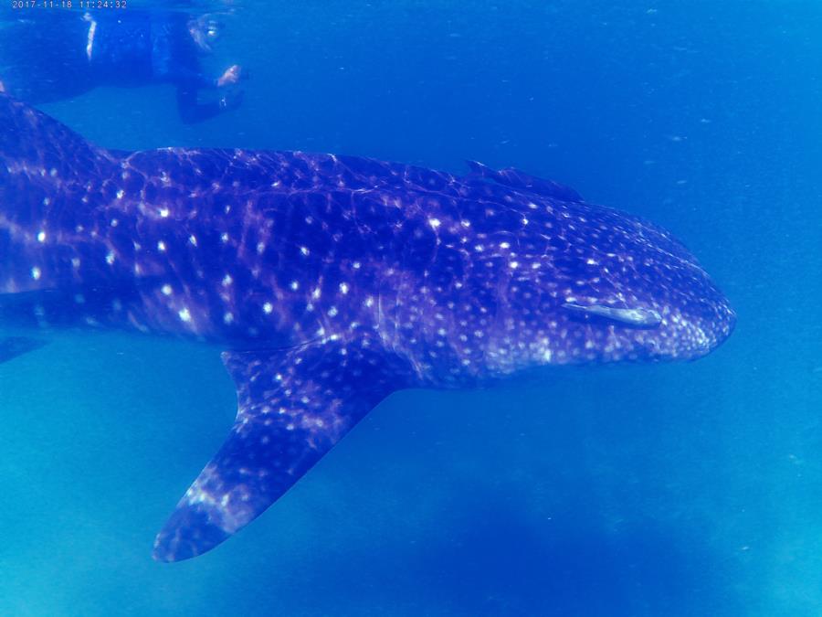 Whale Shark