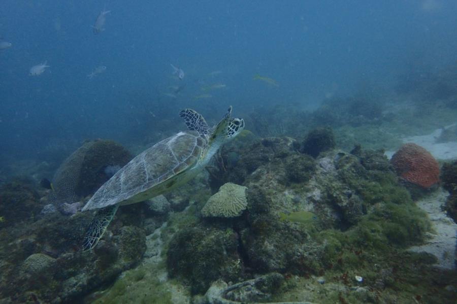 HAPPY DIVERS ARUBA
