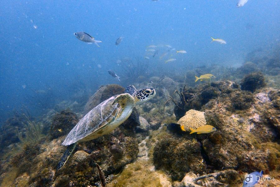 Aruba dive