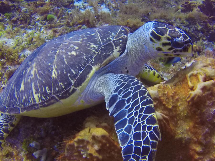 Aldora Divers (Cozumel)