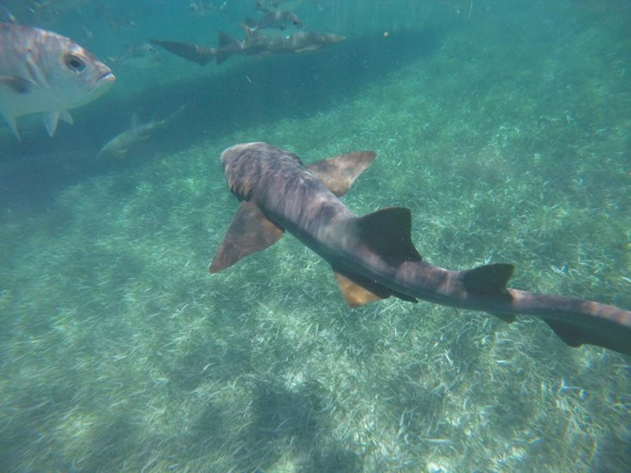 Nurse Shark