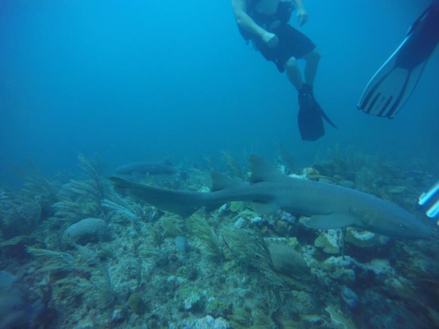 More nurse sharks