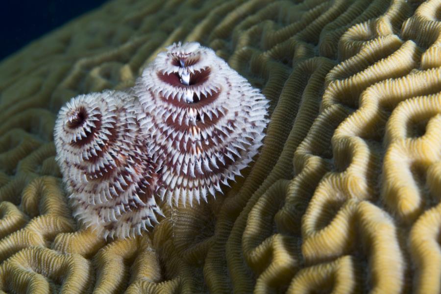 Christmas Tree Worm