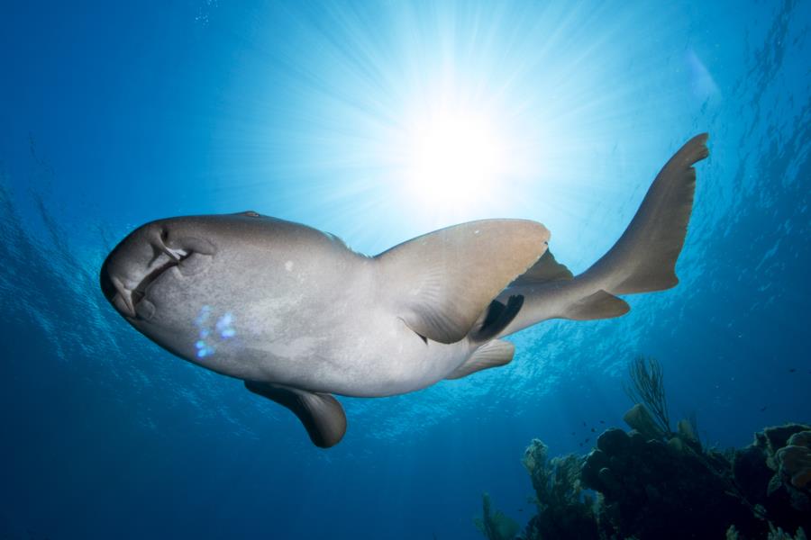 Nurse Shark