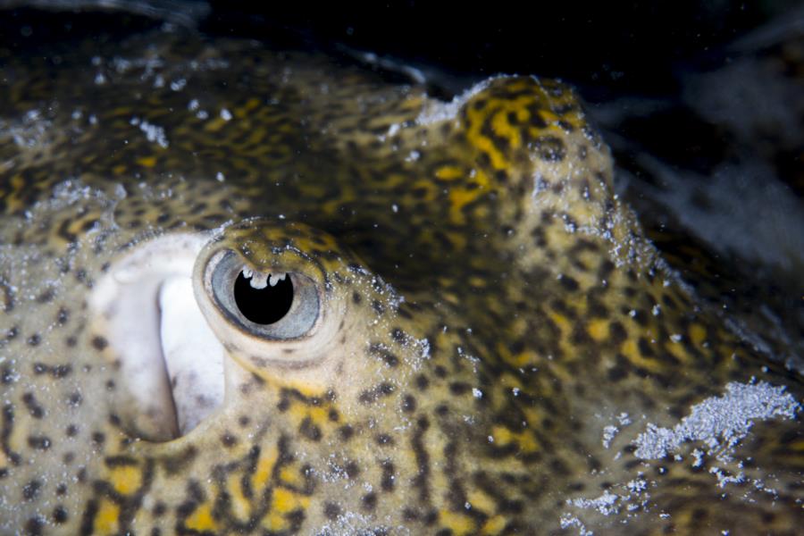 Hiding Lemon Ray