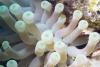 Sea Anemone