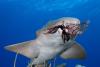 Shark Eats Lionfish