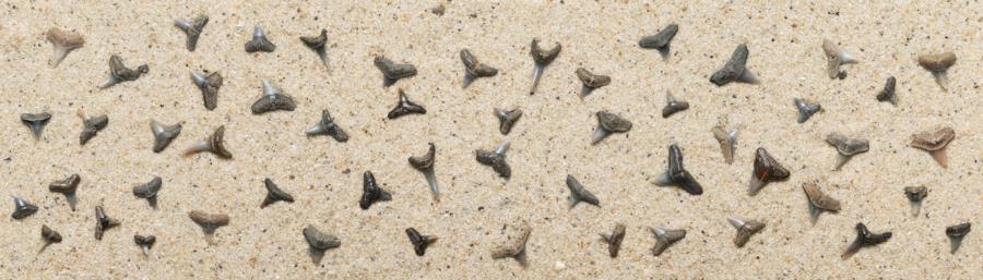 Shark Teeth Panoramic