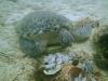 sea turtle in puerto galera