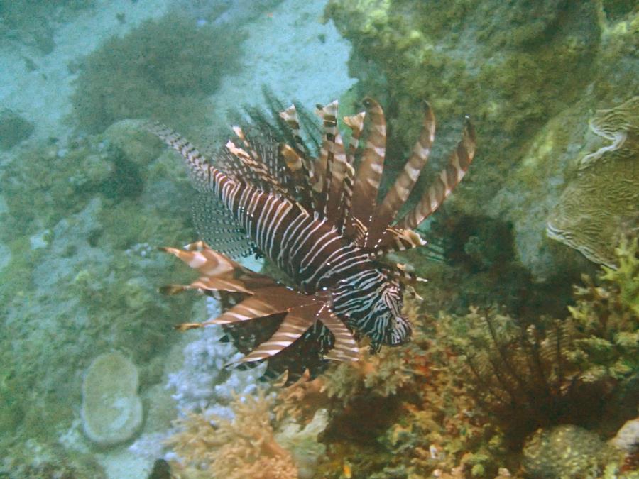 lion fish in puerto galera, philippines