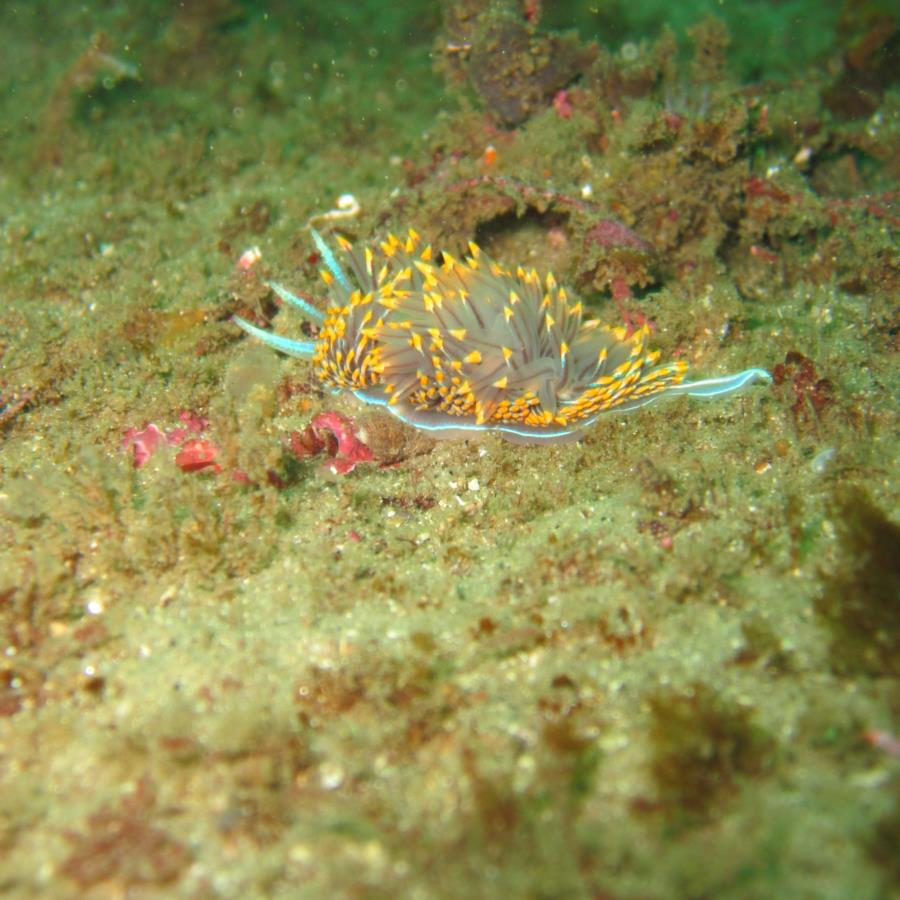 Nudibranch?