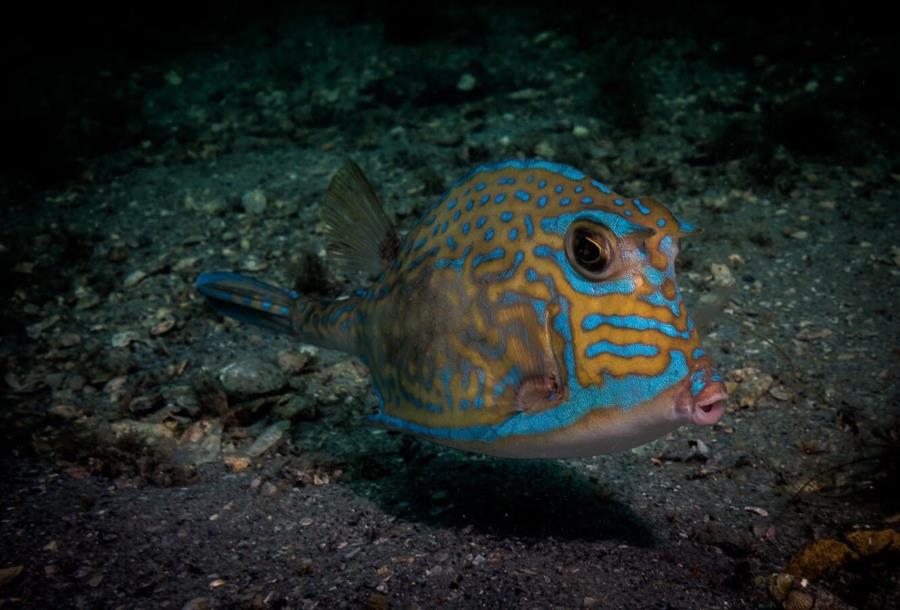 Scrawled Cow Fish