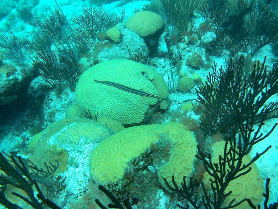 Trumpet fish