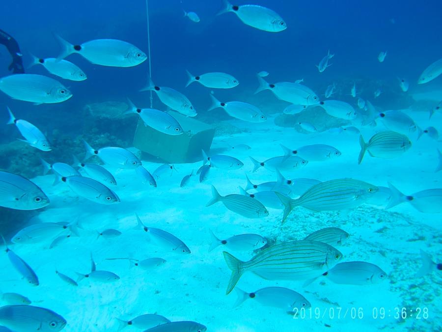 Comino Dive