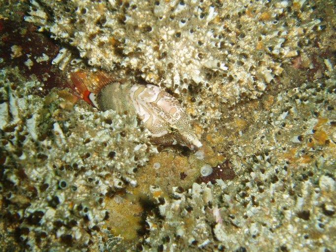 Grunt Sculpin